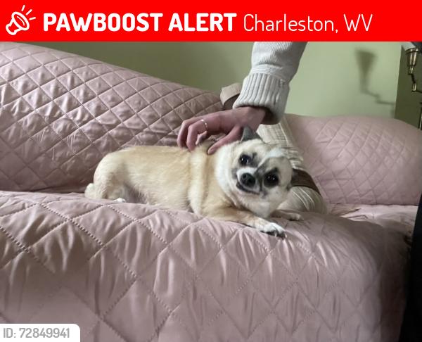 Lost Female Dog last seen Elk River Bar & Grill, Charleston, WV 25302