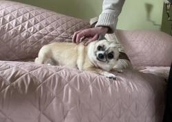 Lost Female Dog last seen Elk River Bar & Grill, Charleston, WV 25302