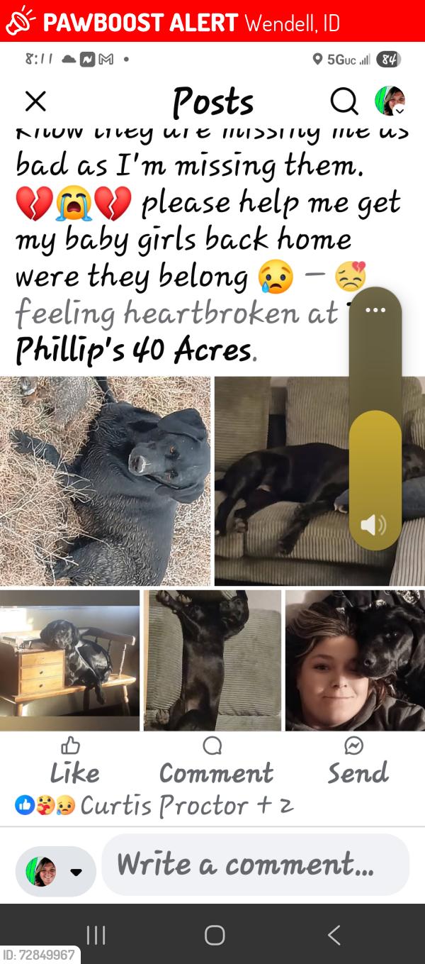 Lost Female Dog last seen 1500east 3400south, Wendell, ID 83355