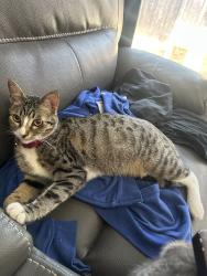 Lost Female Cat last seen Walgreens, Oakland, CA 94601