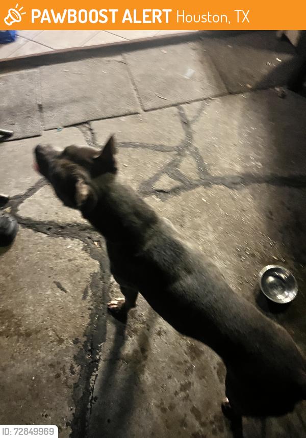 Found/Stray Male Dog last seen Sugarland howell and bissonett, Houston, TX 77083