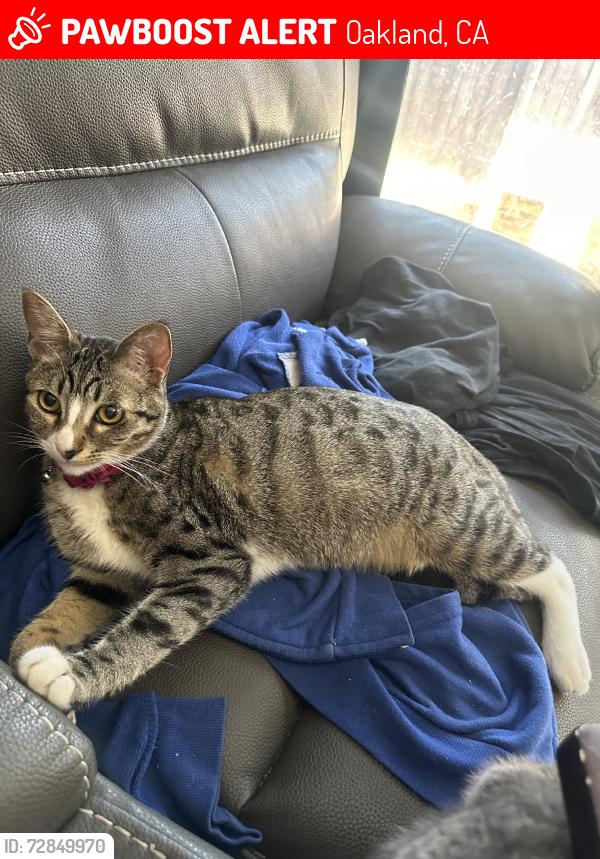 Lost Female Cat last seen Walgreens, Oakland, CA 94601