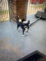 Lost Male Dog last seen Eberhart ave , Chicago, IL 60827