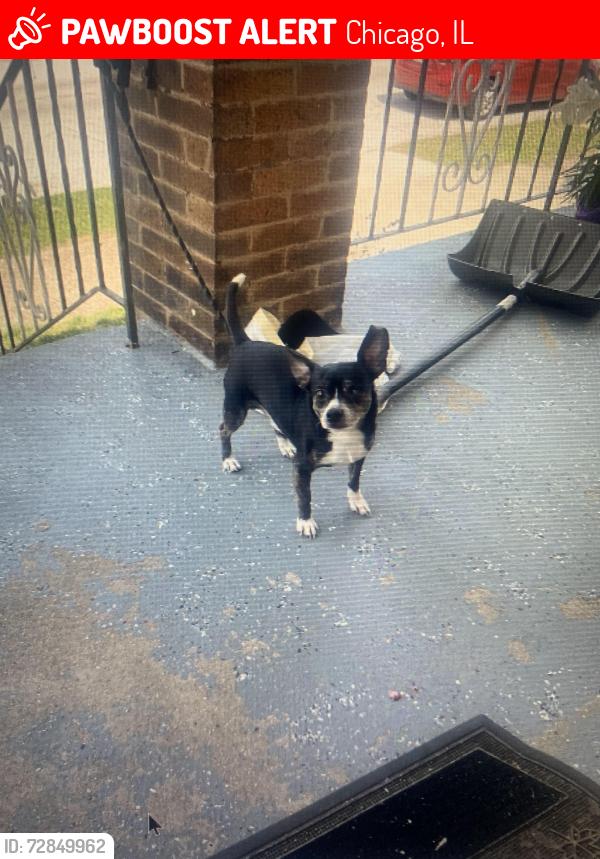 Lost Male Dog last seen Eberhart ave , Chicago, IL 60827