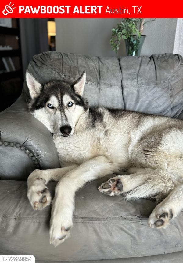 Lost Male Dog last seen Bee cave Rd and S Capital (Westlake), Austin, TX 78746