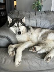 Lost Male Dog last seen Bee cave Rd and S Capital (Westlake), Austin, TX 78746