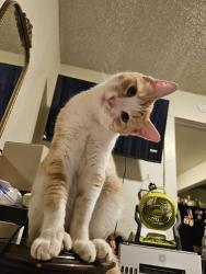 Lost Male Cat last seen Near Reche Canyon Drive , Colton, CA 92324