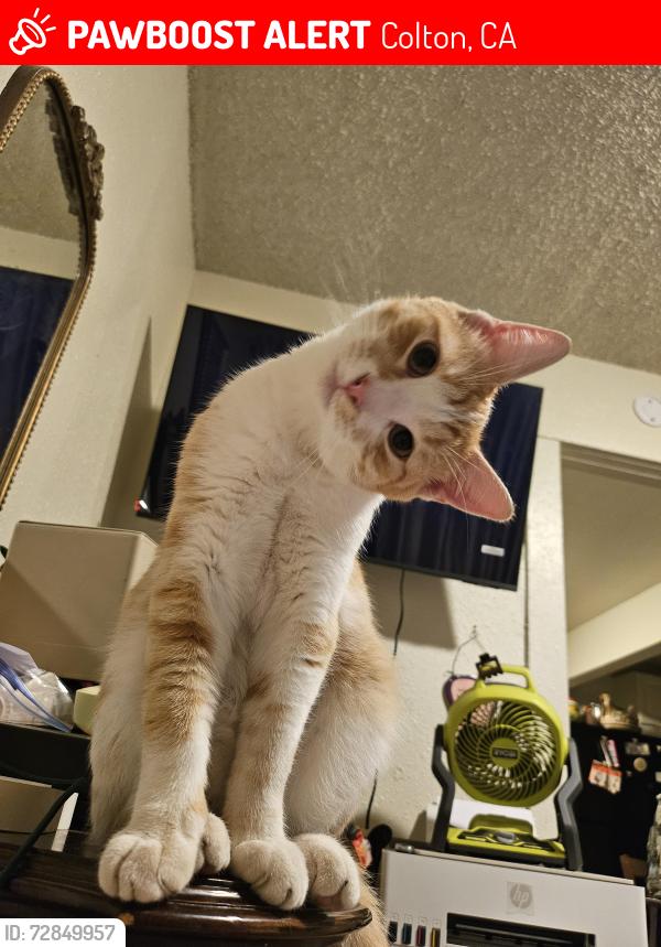 Lost Male Cat last seen Near Reche Canyon Drive , Colton, CA 92324