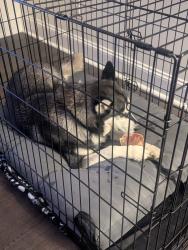 Found/Stray Female Dog last seen Mars Hill Church Rd and Cheri Lynn Rd, Acworth, GA 30101