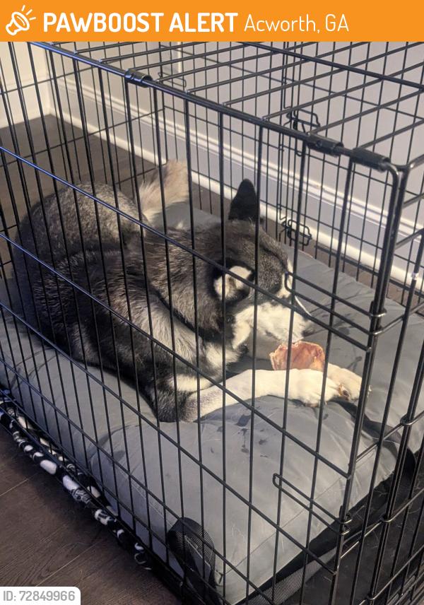 Found/Stray Female Dog last seen Mars Hill Church Rd and Cheri Lynn Rd, Acworth, GA 30101