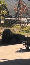 Lost Male Dog last seen Sierra Vista St, Porterville, CA 93257