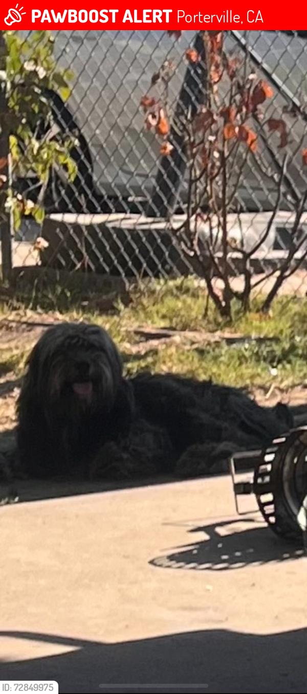 Lost Male Dog last seen Sierra Vista St, Porterville, CA 93257