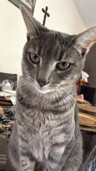 Lost Female Cat last seen Near Woodlake ct, San Juan Capistrano, CA 92675