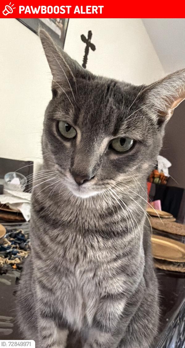 Lost Female Cat last seen Near Woodlake ct, San Juan Capistrano, CA 92675