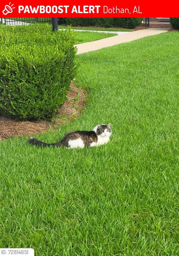 Lost Male Cat last seen Edinburgh Way, Dothan, AL 36305