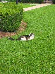 Lost Male Cat last seen Edinburgh Way, Dothan, AL 36305