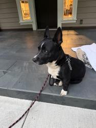 Found/Stray Male Dog last seen Hwy302, Key Center, WA 98329