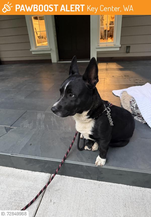 Found/Stray Male Dog last seen Hwy302, Key Center, WA 98329