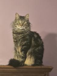 Lost Male Cat last seen Westway Drive and Paul Road, Chili, NY 14624