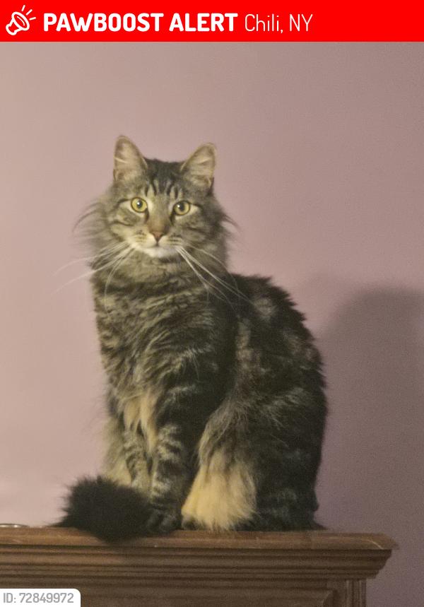 Lost Male Cat last seen Westway Drive and Paul Road, Chili, NY 14624