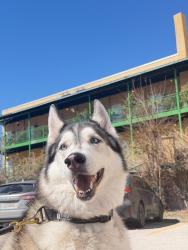 Lost Male Dog last seen Capitol of Texas highway, Austin, TX 78746