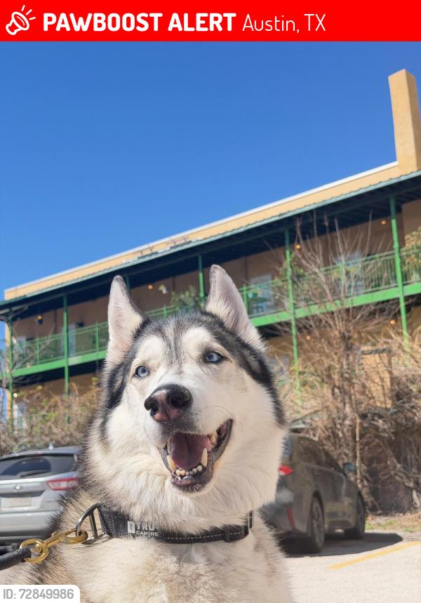 Lost Male Dog last seen Capitol of Texas highway, Austin, TX 78746