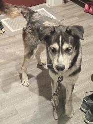 Found/Stray Male Dog last seen Briggs rd and ferden rd one mile south of M57, New Lothrop, MI 48460