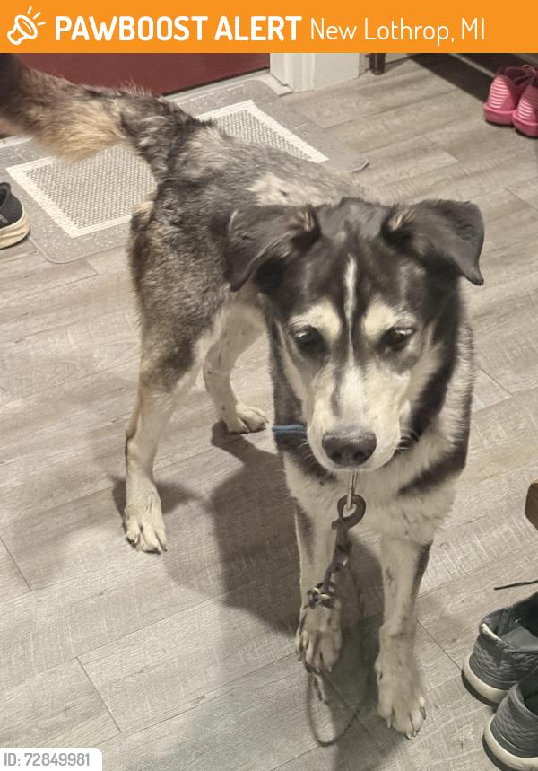Found/Stray Male Dog last seen Briggs rd and ferden rd one mile south of M57, New Lothrop, MI 48460