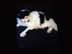 Reunited Female Cat last seen Haskell & saticoy, 405 underpass , Los Angeles, CA 91406