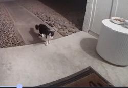 Found/Stray Unknown Cat last seen QT 40th and Greenway, Phoenix, AZ 85032