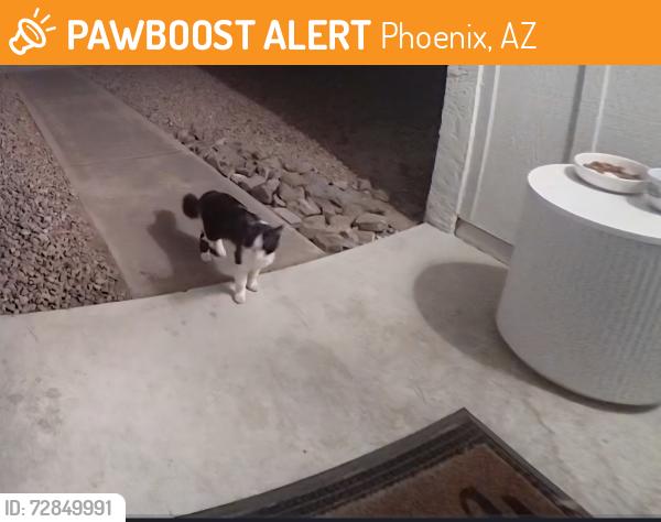 Found/Stray Unknown Cat last seen QT 40th and Greenway, Phoenix, AZ 85032