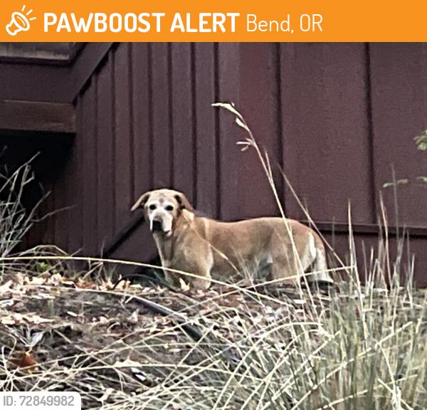 Found/Stray Unknown Dog last seen On Lemhi Pass Dr near the intersection with McNeal, on the south side of the road. Walked to the southeast between hses., Bend, OR 97703