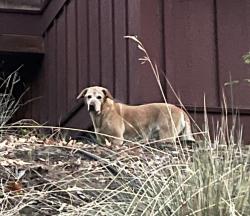 Found/Stray Unknown Dog last seen On Lemhi Pass Dr near the intersection with McNeal, on the south side of the road. Walked to the southeast between hses., Bend, OR 97703