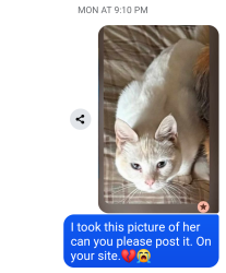 Reunited Female Cat last seen Hadley Church Road, Bloomsburg, PA 17815