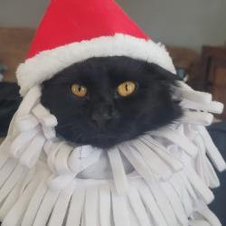Lost Male Cat last seen Near block Creighton Street, Cheyenne, WY 82009