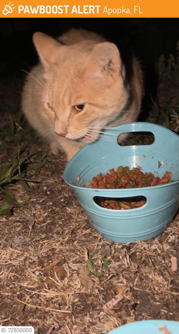 Found/Stray Unknown Cat last seen Near e semoran blvd, Apopka, FL 32703