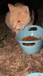 Found/Stray Unknown Cat last seen Near e semoran blvd, Apopka, FL 32703