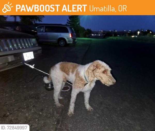 Found/Stray Male Dog last seen Umatilla high school, Umatilla, OR 97882