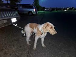 Found/Stray Male Dog last seen Umatilla high school, Umatilla, OR 97882