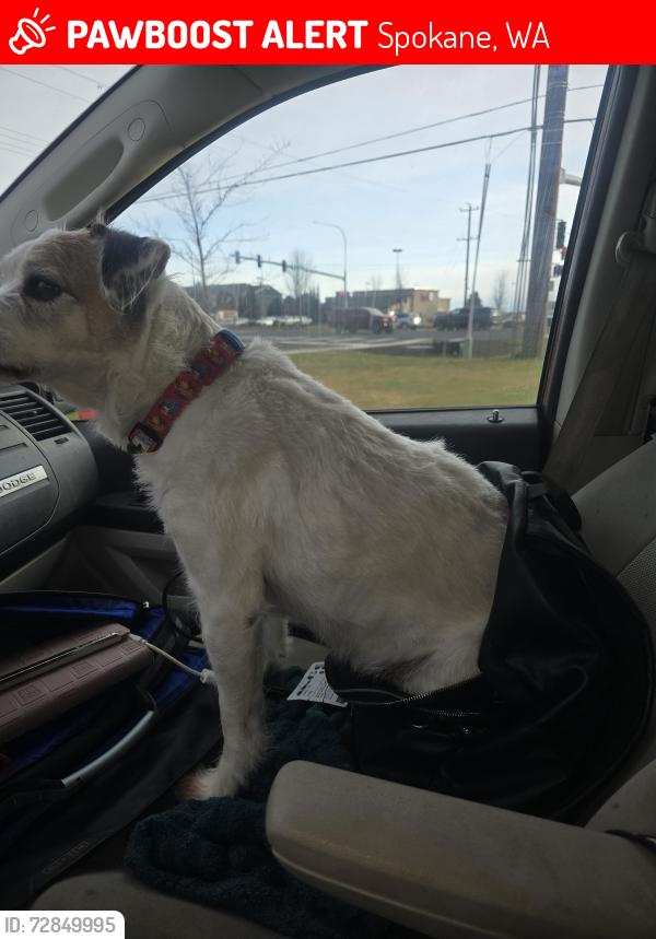 Lost Male Dog last seen Fred Meyers Thor and Freya, Spokane, WA 99202