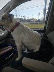 Lost Male Dog last seen Fred Meyers Thor and Freya , Spokane, WA 99202