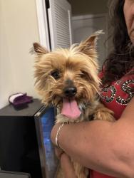 Found/Stray Male Dog last seen North Loop , Socorro, TX 79927