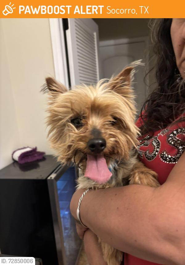 Found/Stray Male Dog last seen North Loop , Socorro, TX 79927