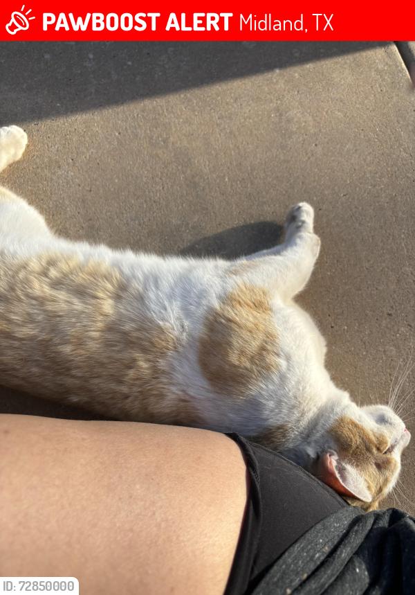 Lost Male Cat last seen Advenir at the Meadows, Midland, TX 79708