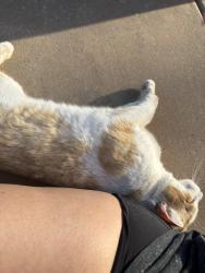 Lost Male Cat last seen Advenir at the Meadows, Midland, TX 79708