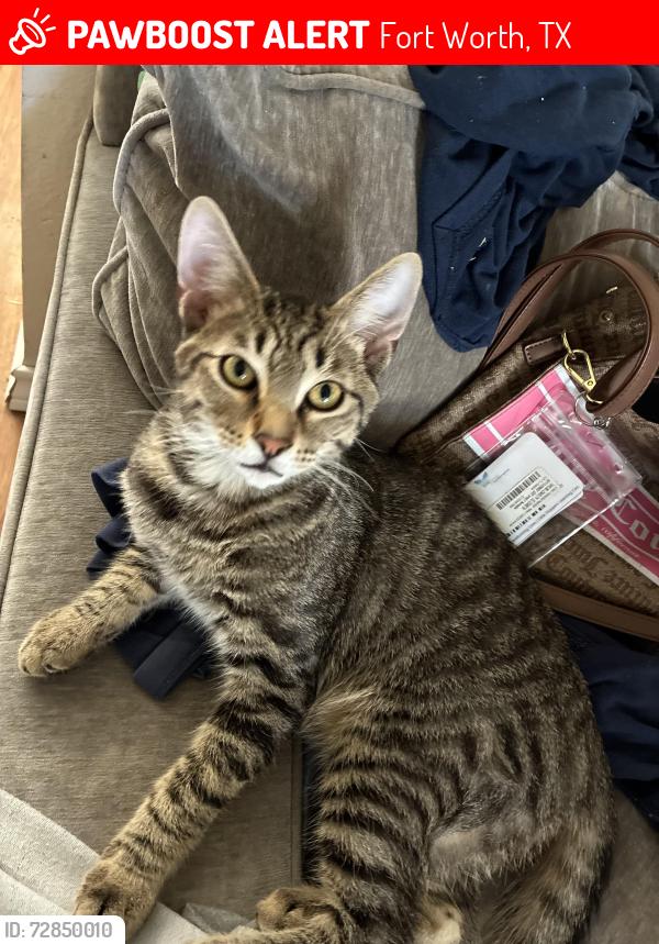 Lost Male Cat last seen Near Samuels Avenue (76102), Fort Worth, TX 76102