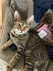 Lost Male Cat last seen Near Samuels Avenue (76102), Fort Worth, TX 76102