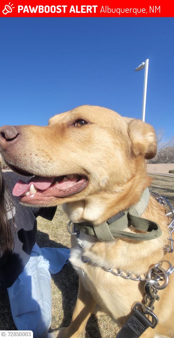 Lost Male Dog last seen Orchards at Anderson Heights , Albuquerque, NM 87121