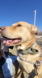 Lost Male Dog last seen Orchards at Anderson Heights , Albuquerque, NM 87121