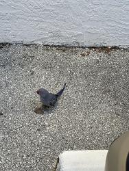 Found/Stray Unknown Bird last seen Powerline and wiles, Pompano Beach, FL 33060